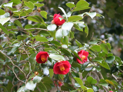 Camellia japonica