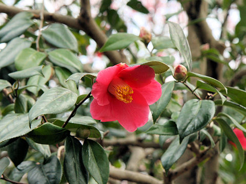 Camellia japonica