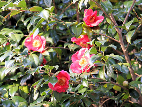 Camellia japonica