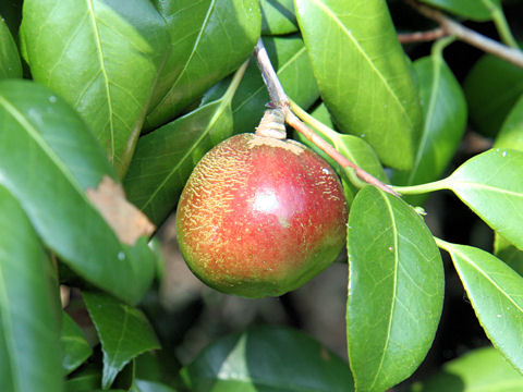 Camellia japonica