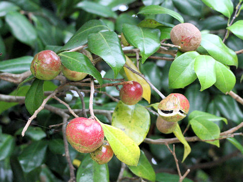 Camellia japonica