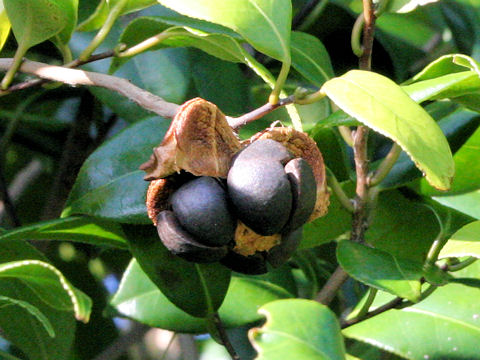 Camellia japonica