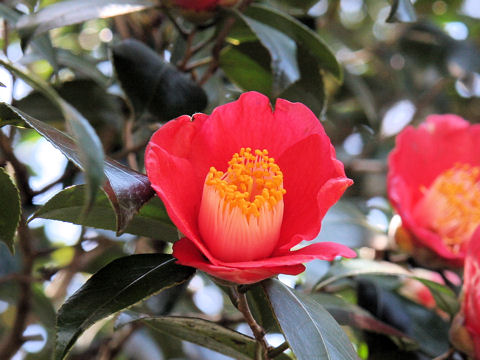 Camellia japonica