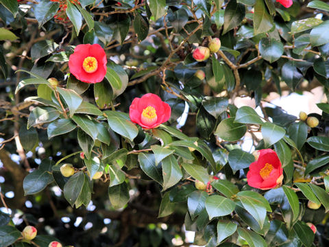 Camellia japonica