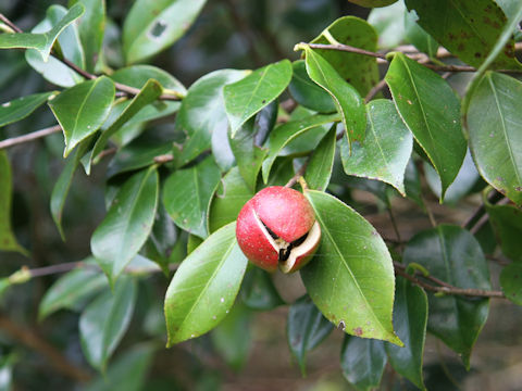 Camellia japonica