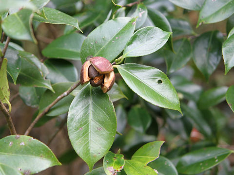 Camellia japonica