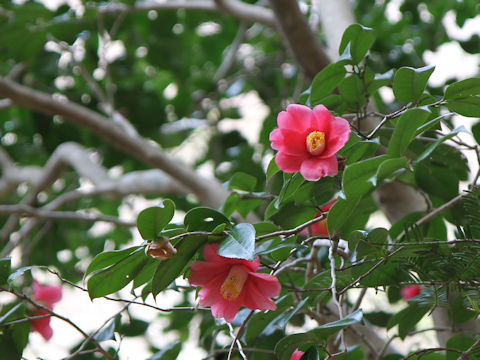 Camellia japonica