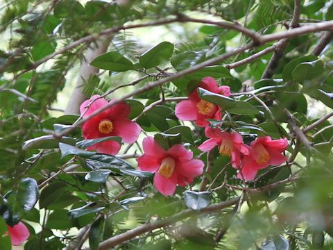 Camellia japonica