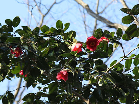 Camellia japonica