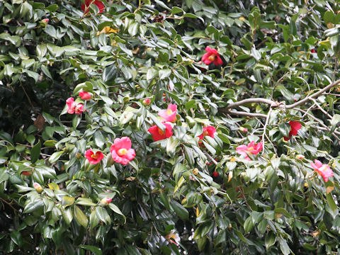 Camellia japonica