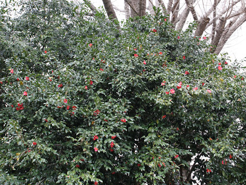 Camellia japonica