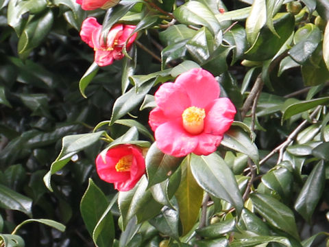 Camellia japonica