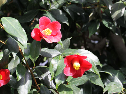 Camellia japonica