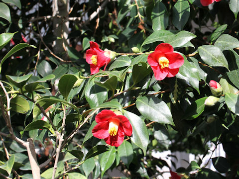 Camellia japonica