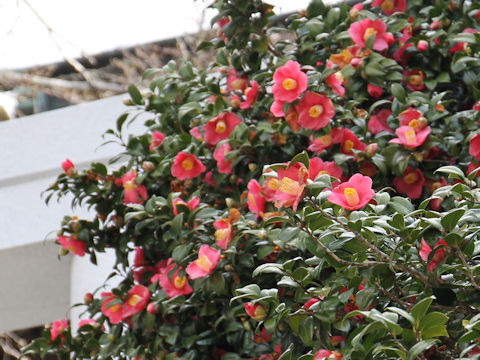 Camellia japonica