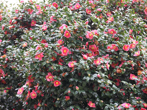 Camellia japonica