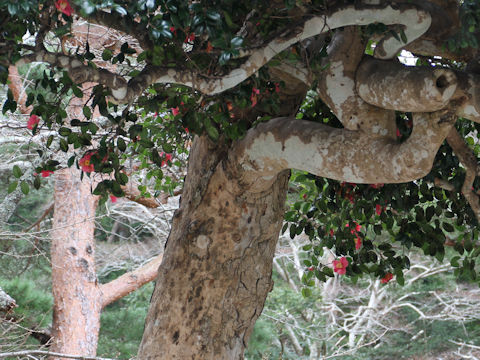 Camellia japonica