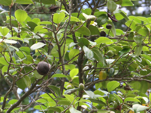 Camellia japonica