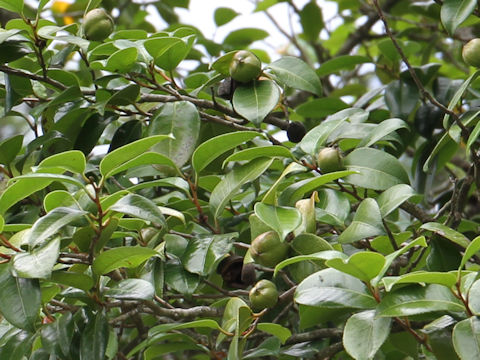 Camellia japonica