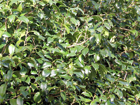 Camellia japonica