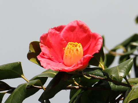 Camellia japonica