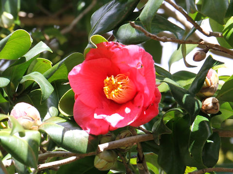 Camellia japonica