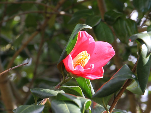 Camellia japonica