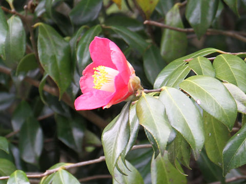 Camellia japonica