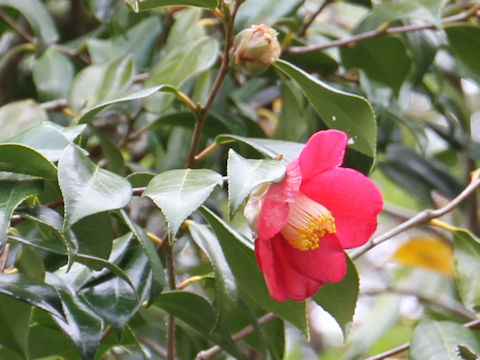 Camellia japonica