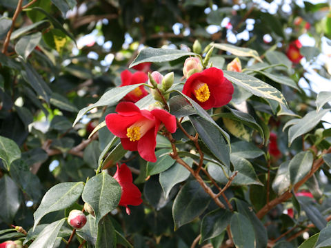 Camellia japonica