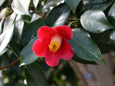 Camellia japonica