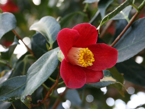 Camellia japonica