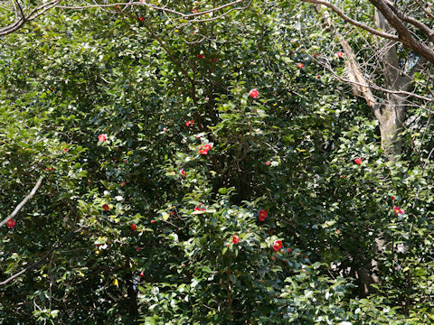 Camellia japonica