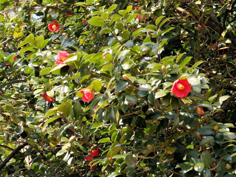 Camellia japonica