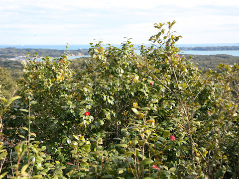 Camellia japonica