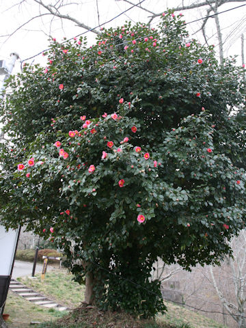 Camellia japonica