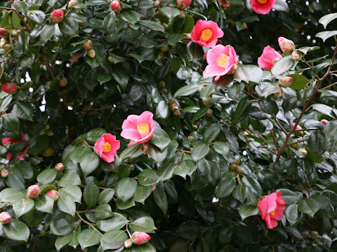 Camellia japonica