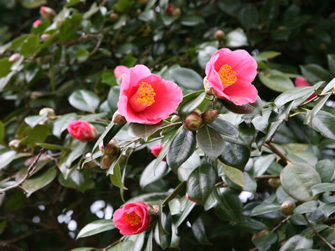 Camellia japonica