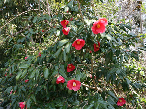 Camellia japonica