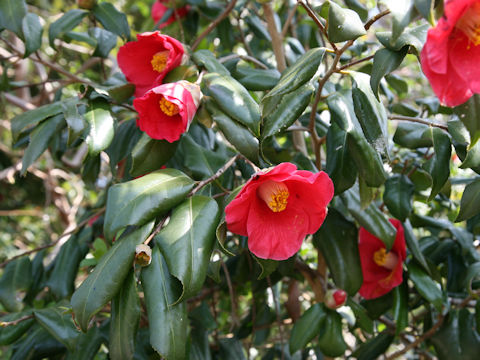 Camellia japonica