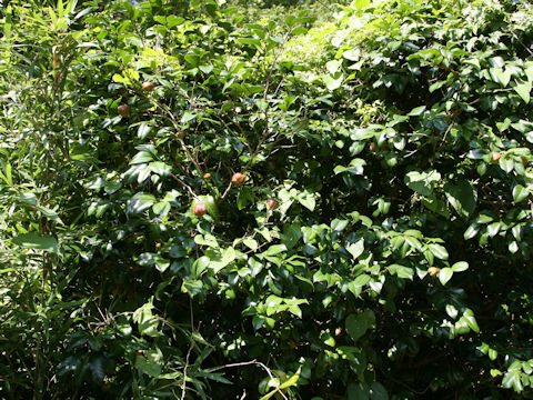 Camellia japonica