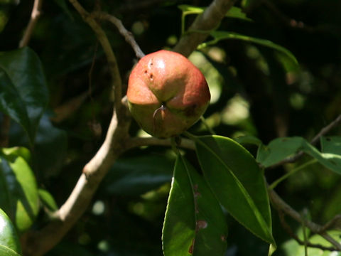 Camellia japonica