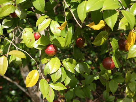 Camellia japonica