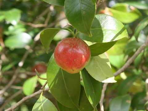 Camellia japonica