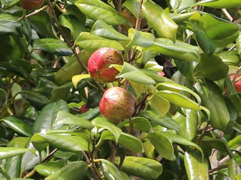 Camellia japonica