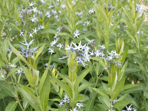 Amsonia tabernaemontana