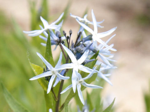 Amsonia tabernaemontana