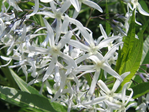 Amsonia tabernaemontana