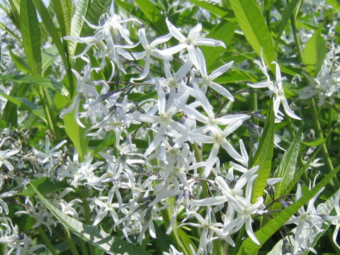 Amsonia tabernaemontana