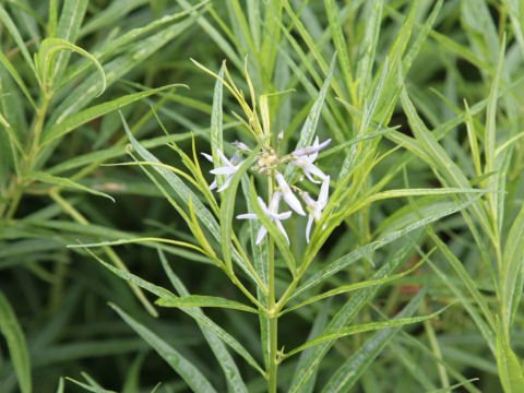 Amsonia tabernaemontana